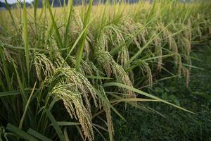 Grain rice spike agriculture field landscape view photo