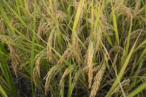 grano arroz espiga agricultura campo paisaje ver foto