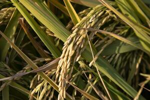 Grain rice spike agriculture field landscape view photo