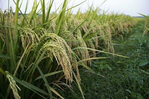 Golden grain rice spike harvest of Rice field. Selective Focus photo