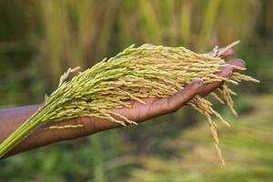 granjero tomar de las manos dorado grano arroz espiga agricultura conceptos foto