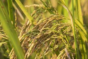 Golden grain rice spike harvest of Rice field. Selective Focus photo