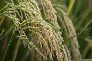 Golden grain rice spike harvest of Rice field. Selective Focus photo