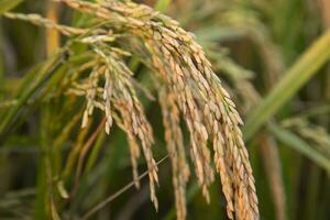 Golden grain rice spike harvest of Rice field. Selective Focus photo