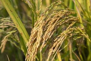 Golden grain rice spike harvest of Rice field. Selective Focus photo