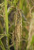 Golden grain rice spike harvest of Rice field. Selective Focus photo