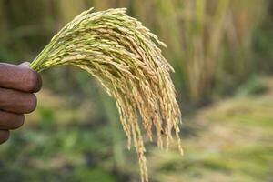 granjero tomar de las manos dorado grano arroz espiga agricultura conceptos foto