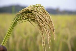 Golden grain rice spike harvest with Sallow Depth of field. Selective Focus photo