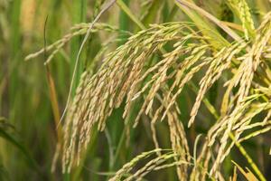 Golden grain rice spike harvest of Rice field. Selective Focus photo