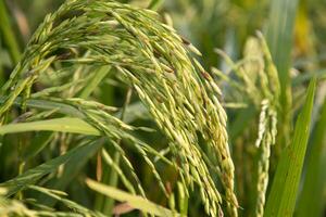 Golden grain rice spike harvest of Rice field. Selective Focus photo