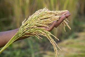 granjero tomar de las manos dorado grano arroz espiga agricultura conceptos foto