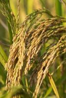 Golden grain rice spike harvest of Rice field. Selective Focus photo