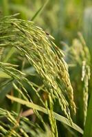 Golden grain rice spike harvest of Rice field. Selective Focus photo