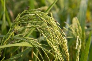 Golden grain rice spike harvest of Rice field. Selective Focus photo