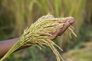 Farmer Hand-holding golden grain rice spike agriculture concepts photo