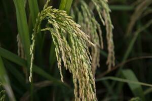 Golden grain rice spike harvest of Rice field. Selective Focus photo