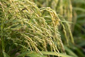 Golden grain rice spike harvest of Rice field. Selective Focus photo