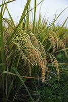 Golden grain rice spike harvest of Rice field. Selective Focus photo