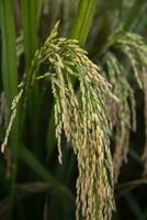 Golden grain rice spike harvest of Rice field. Selective Focus photo