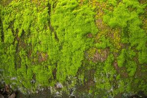 Fungi Green Moss old concrete wall abstract Texture background wallpaper. Rusty, Grungy, Gritty Vintage Background photo