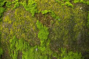 Fungi Green Moss old concrete wall abstract Texture background wallpaper. Rusty, Grungy, Gritty Vintage Background photo