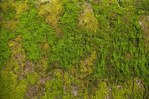 Fungi Green Moss old concrete wall abstract Texture background wallpaper. Rusty, Grungy, Gritty Vintage Background photo