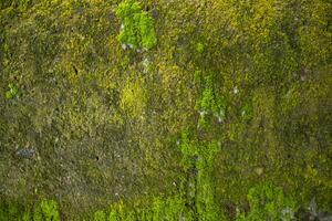 Fungi Green Moss old concrete wall abstract Texture background wallpaper. Rusty, Grungy, Gritty Vintage Background photo