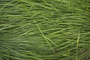 Green long grass pattern texture can be used as a natural background wallpaper photo