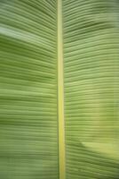 Natural green banana leaves pattern abstract Texture background wallpaper photo