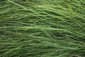 Green long grass pattern texture can be used as a natural background wallpaper photo