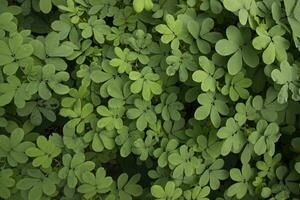 Top View of Green Leaves  Texture background photo