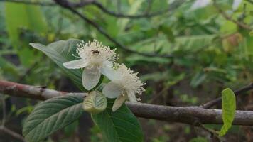 de wit bloemen van de guava boom bloeien in de ochtend. guava is een geneeskrachtig fabriek video