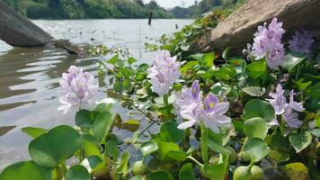 Purple flowers dancing due to gusts of wind, water hyacinth flowers Eichornia crassipes on the river bank, with a background of calm water flow and wooden pillars left over from a damaged bridge video