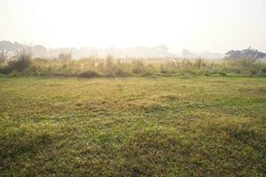 Foggy Green Field in Morning Sunrise photo