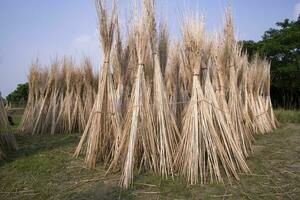 muchos yute palos son apilado para Dom el secado a sadarpur, faridpur, bangladesh uno y solamente yute cultivo es en faridpur, Bangladesh foto