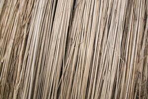 Rows and Rows of brown Jute Sticks Texture background of a field photo