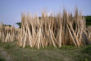 muchos yute palos son apilado para Dom el secado a sadarpur, faridpur, bangladesh uno y solamente yute cultivo es en faridpur, Bangladesh foto