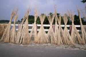 muchos yute palos son apilado para Dom el secado a sadarpur, faridpur, bangladesh uno y solamente yute cultivo es en faridpur, Bangladesh foto