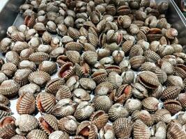 Kerang dara or kerang darah or anadara granosa. Commonly consumed by East Asian and South East Asian people. Natural abstract background. traditional seafood ingredient. photo