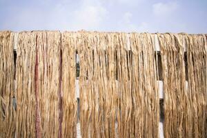 Golden wet raw jute fiber hanging under the sunlight for drying in Bangladesh . This is the Called Golden Fiber in Bangladesh photo