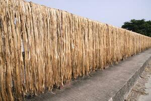 Golden wet raw jute fiber hanging under the sunlight for drying in Bangladesh . This is the Called Golden Fiber in Bangladesh photo