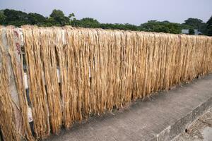 Golden wet raw jute fiber hanging under the sunlight for drying in Bangladesh . This is the Called Golden Fiber in Bangladesh photo