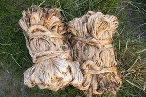 A thick brown  bundle of raw jute has on the ground. This is the Called Golden Fiber in Bangladesh photo