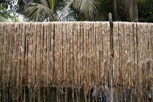 dorado mojado crudo yute fibra colgando debajo el luz de sol para el secado en Bangladesh . esta es el llamado dorado fibra en Bangladesh foto