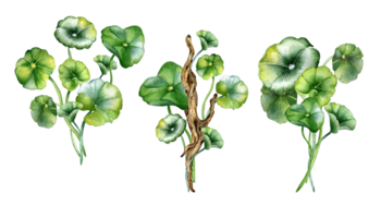 conjunto do centella asiática, de madeira ramo composição aguarela ilustração. pennywort, Gotu cola ervas plantas, Cola, madeira flutuante, nó mão retirou. Projeto elemento para pacote, rótulo. png