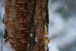 A tree trunk covered with white fluffy snow. Background. photo