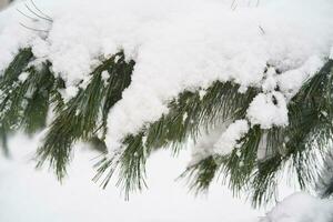 Fir branches covered with white fluffy snow. photo