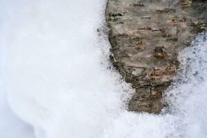 A tree trunk covered with white fluffy snow. Background. photo