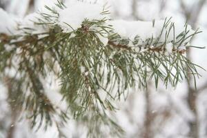 Fir branches covered with white fluffy snow. photo