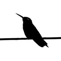 Perched Hummingbird Silhouette, can use Art Illustration, Website, Logo Gram, Pictogram or Graphic Design Element. Vector Illustration